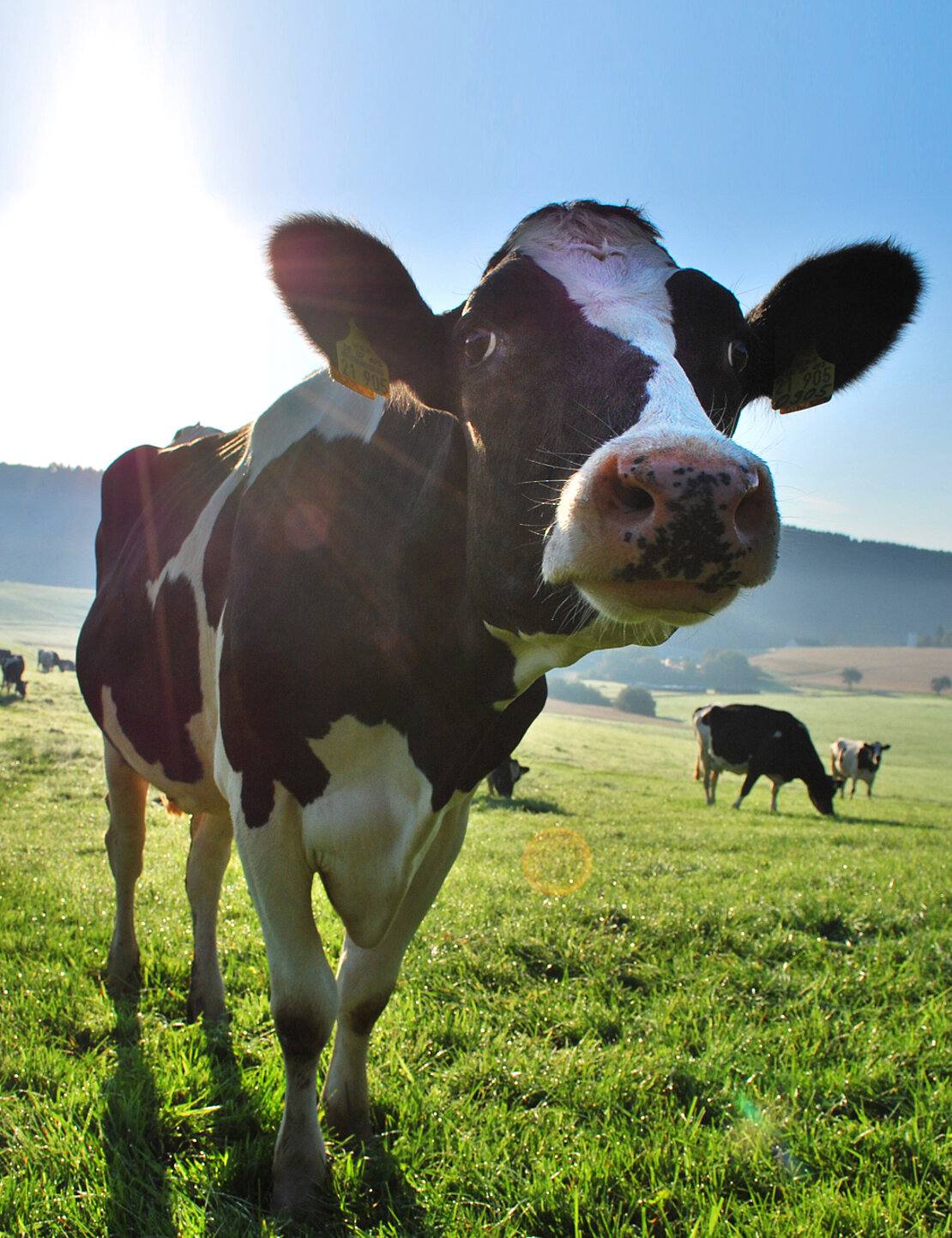 Kuh_Froschperspektive-Kopie