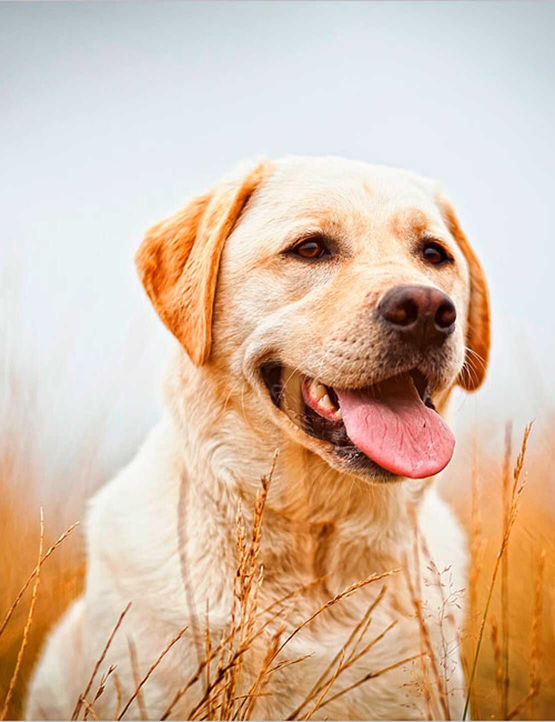 hund-labrador-gross